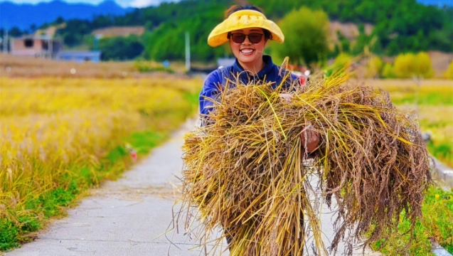 稻谷飄香，攀天閣“豐”景如畫~