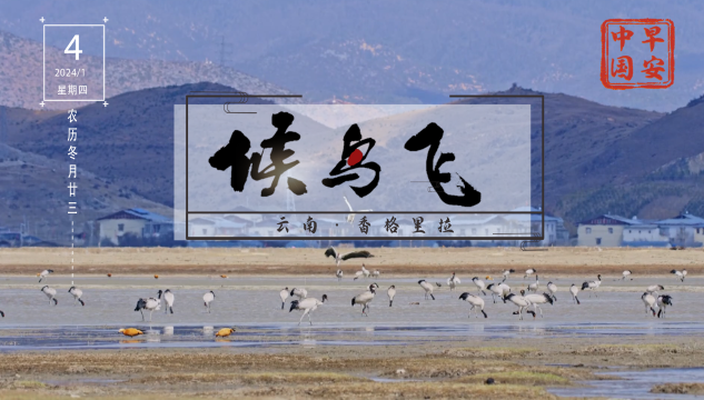 明早七點，在《早安中國》感受“飛羽天堂”的魅力