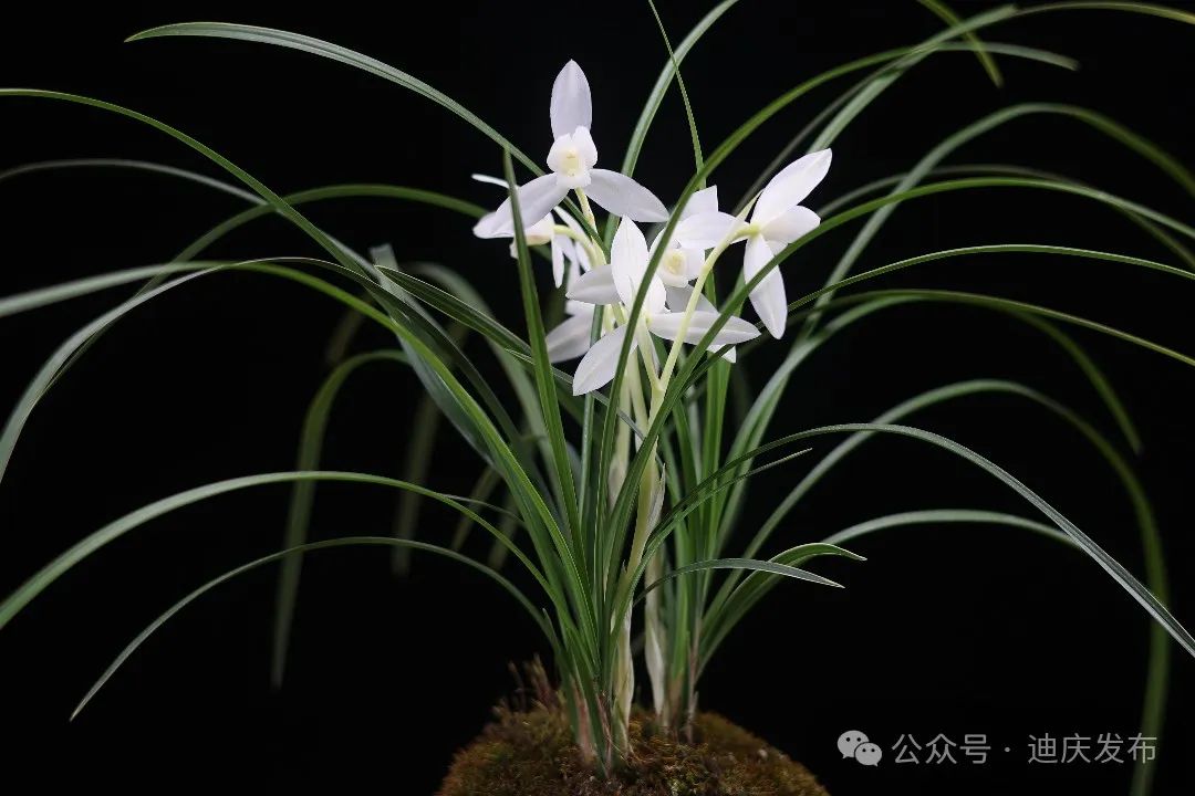欣賞‖ 第三十一屆中國(guó)（維西）蘭花博覽會(huì)中的特金獎(jiǎng)蘭花，有您喜歡的蘭花嗎？