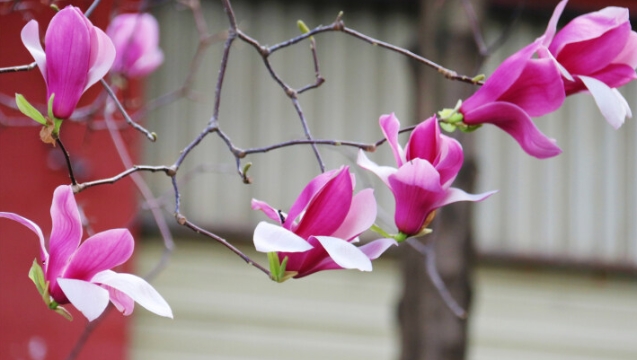 香格里拉產業(yè)園區(qū)：春有約 花不誤