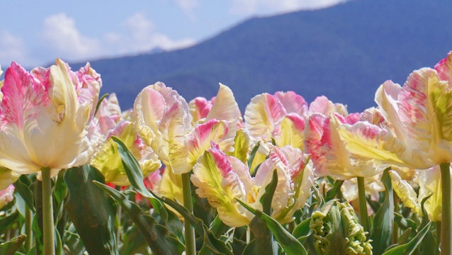 賞花正當時！香格里拉高山植物園郁金香花海正迷人