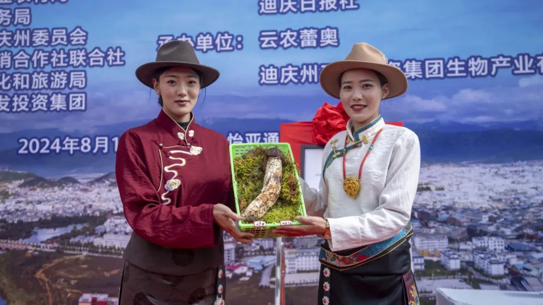 香格里拉“松茸王”招募競拍活動(dòng)首日，直播吸粉4000多，最終以3300元線上成交