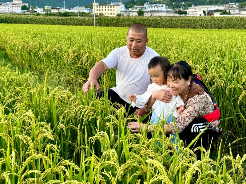 香格里拉市金江鎮(zhèn)處處呈現(xiàn)出一派生機盎然、豐收在望的喜人景象