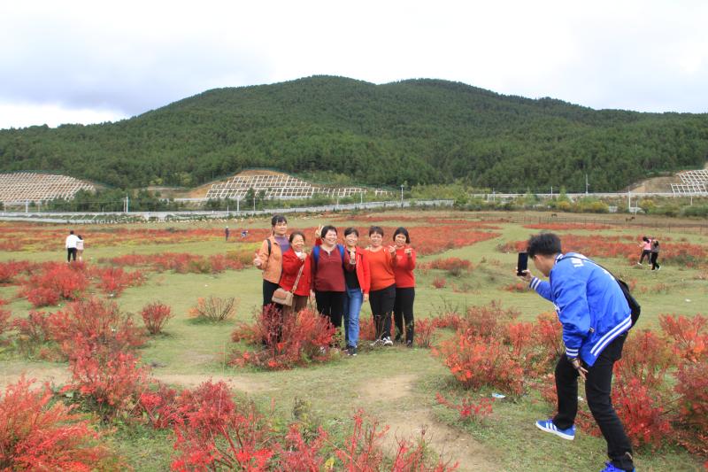 10月狼毒紅了，香格里拉開啟深秋模式