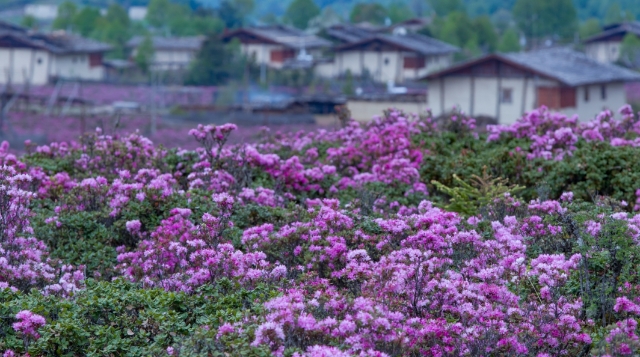 世界的“香格里拉”第二屆花之旅啟幕！邀你共赴一場(chǎng)高原花海之約