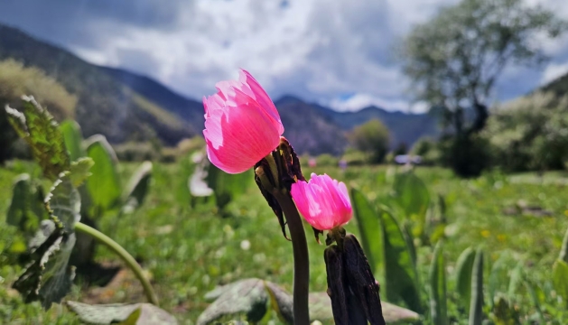 普達(dá)措景區(qū)迎來(lái)桃兒七盛花期
