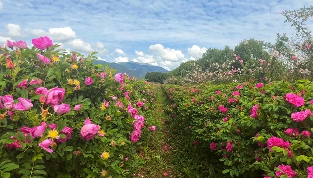 云端秘境！香格里拉格桑花卉玫瑰園限定浪漫，錯過再等一年！