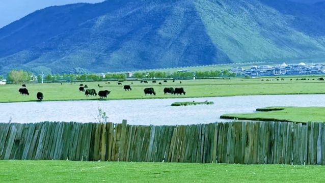 暑期“熱度”不一樣，香格里拉剛好19℃！