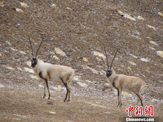 圖為藏羚羊。那曲地區(qū)林業(yè)局供圖