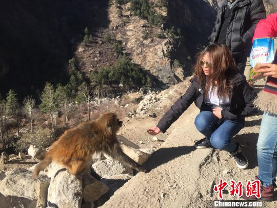 猴子不怕生，不斷抓起游客手里的零食吃起來(lái)。　趙朗 攝