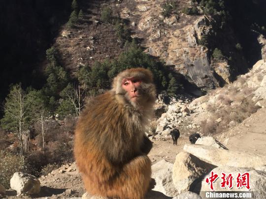 沒(méi)吃到零食的猴子 趙朗 攝