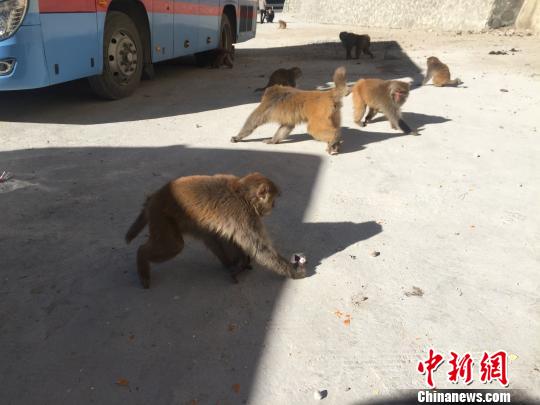 猴子們直接跑到了休息處的過(guò)路車(chē)輛旁邊，地上灑落著過(guò)往行人留下來(lái)的零食。　趙朗 攝