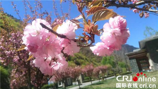 圖片默認(rèn)標(biāo)題_fororder_4、春日里綻放的櫻花