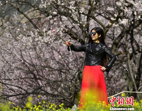 圖為內(nèi)地游客在桃花樹(shù)下自拍?！≈芪脑?攝