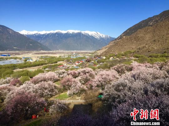 圖為嘎拉村盛開(kāi)的桃花?！≮w朗 攝