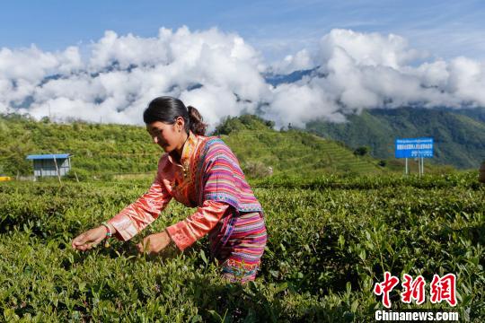 圖為當(dāng)?shù)剞r(nóng)戶在采茶。墨脫縣委宣傳部供圖