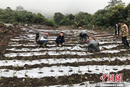 圖為當(dāng)?shù)剞r(nóng)戶種植茶葉。墨脫縣委宣傳部供圖