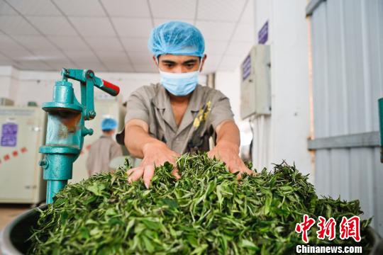 圖為墨脫茶廠的員工在炒茶。墨脫縣委宣傳部供圖