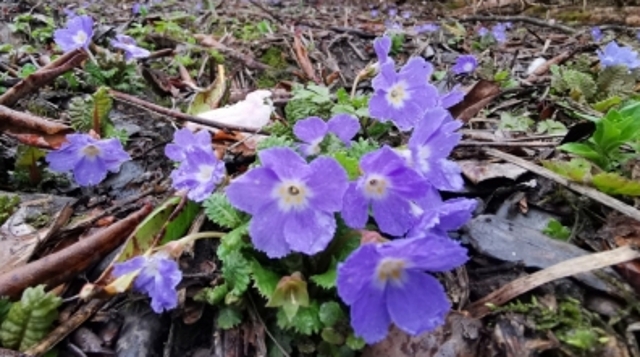 綠眼報(bào)春Primula euosma Craib